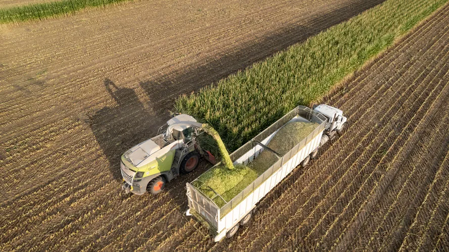 chopping corn silage